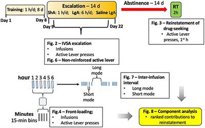 Ranking the contribution of behavioral measures comprising oxycodone self-administration to reinstatement of drug-seeking in male and female rats